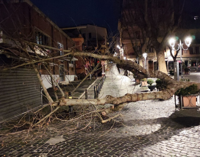 Tragedia sfiorata a Frascati: albero centenario crolla in centro. I residenti: "Altri alberi sono a rischio" 1