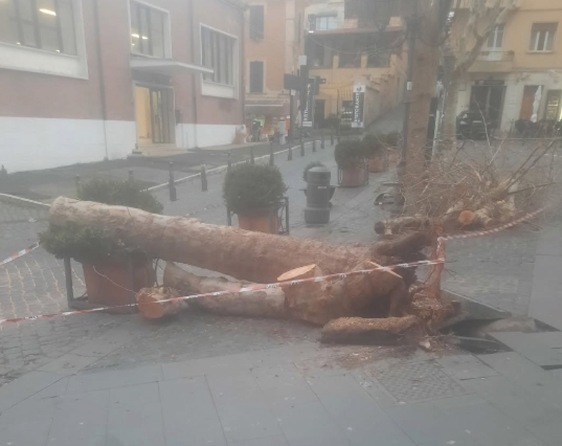 Tragedia sfiorata a Frascati: albero centenario crolla in centro. I residenti: "Altri alberi sono a rischio" 2