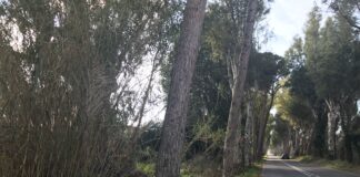 Palidoro, oltre 80 alberi saranno abbattuti: date e modifiche della viabilità - Canaledieci.it