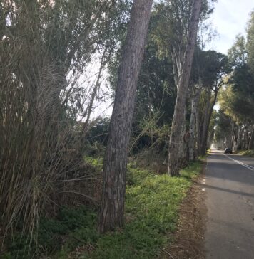 Palidoro, oltre 80 alberi saranno abbattuti: date e modifiche della viabilità - Canaledieci.it