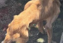 Cane picchiato a Ostia, richiesta di aiuto dei residenti. Partita anche la denuncia degli animalisti