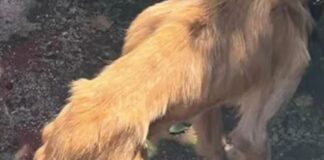 Cane picchiato a Ostia, richiesta di aiuto dei residenti. Partita anche la denuncia degli animalisti