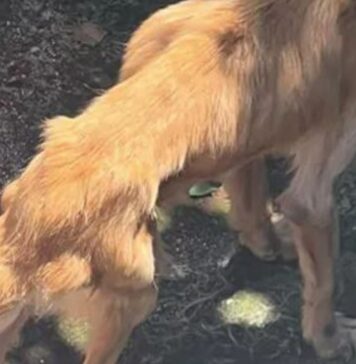 Cane picchiato a Ostia, richiesta di aiuto dei residenti. Partita anche la denuncia degli animalisti