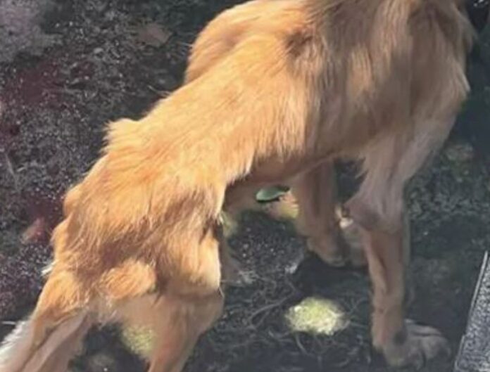 Cane picchiato a Ostia, richiesta di aiuto dei residenti. Partita anche la denuncia degli animalisti