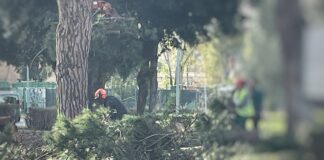 Casal Palocco, proseguono i lavori sull'anello stradale: in corso gli abbattimenti dei pini