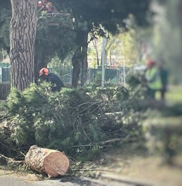 Casal Palocco, proseguono i lavori sull'anello stradale: in corso gli abbattimenti dei pini