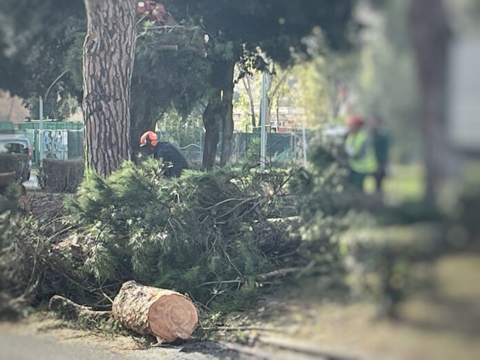 Casal Palocco, proseguono i lavori sull'anello stradale: in corso gli abbattimenti dei pini