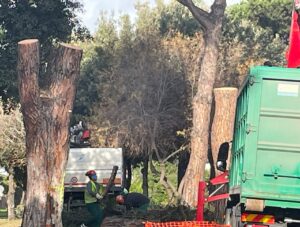 Casal Palocco, proseguono i lavori sull'anello stradale: in corso gli abbattimenti dei pini