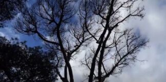 Chiusure stradali a Torrimpietra per abbattimento alberi: quanti saranno tagliati e perchè
