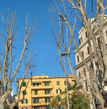 Anzio, nuovi interventi di potatura delle piante: le zone interessate e come cambia la viabilità