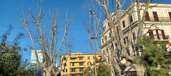 Anzio, nuovi interventi di potatura delle piante: le zone interessate e come cambia la viabilità