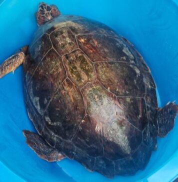 Fiumicino, salvata tartaruga Caretta caretta da 30 kg