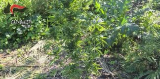 Santa Marinella, scoperta coltivazione casalinga con 23 piante di cannabis: un arresto