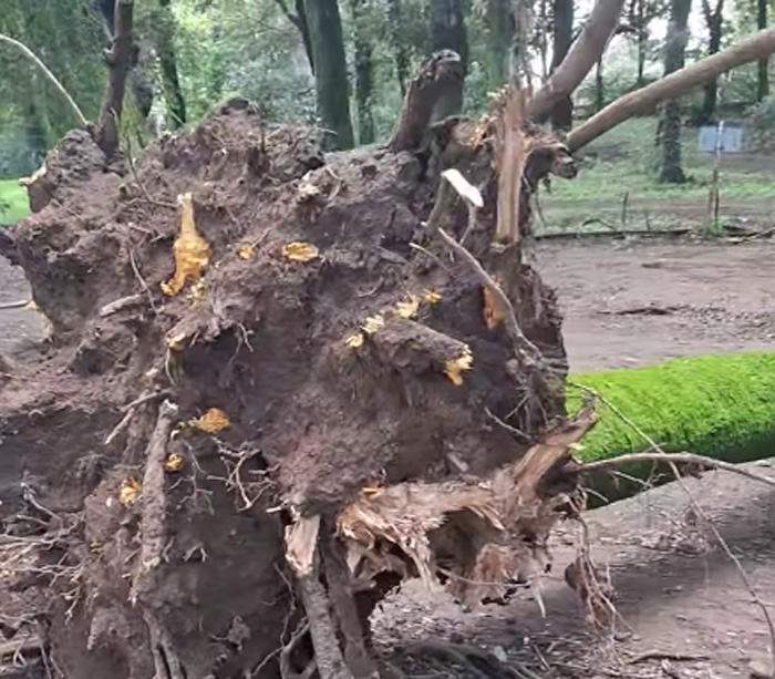 Frascati, albero di 10 metri crolla a Villa Torlonia. La denuncia: "Ennesima tragedia sfiorata per manutenzione assente" (VIDEO) 1