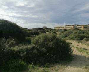 Parco del Mare di Ostia, le associazioni ambientaliste insorgono contro il progetto anti-dune 1