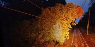 Metromare, cade albero su linea aerea: servizio interrotto in un tratto