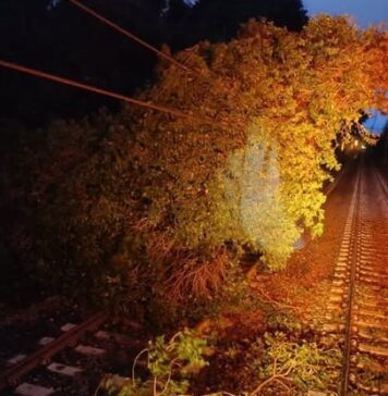 Metromare, cade albero su linea aerea: servizio interrotto in un tratto