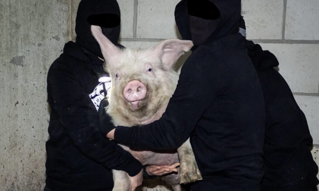 Pasqua, irruzione animalista in un mattatoio: liberati 21 agnelli 2