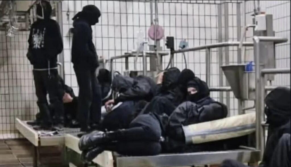 Pasqua, irruzione animalista in un mattatoio: liberati 21 agnelli 1