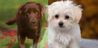 Come imparare a prendersi cura del proprio cane: corso gratuito a Madonnetta, tutte le info