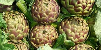 Ladispoli, al via la "Sagra del carciofo romanesco": tutti i cambiamenti della viabilità