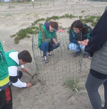 Nuove nascite sulla spiaggia di Torre Flavia: c’è anche il pullo chiamato Francesco