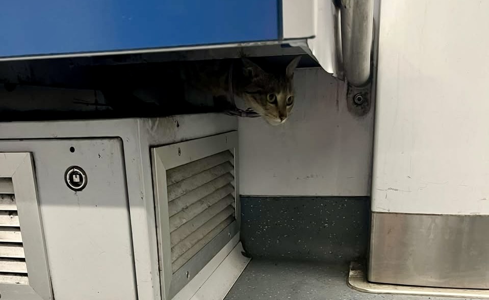 Gattina si perde, piccolo dramma felino nella metro di Roma 1
