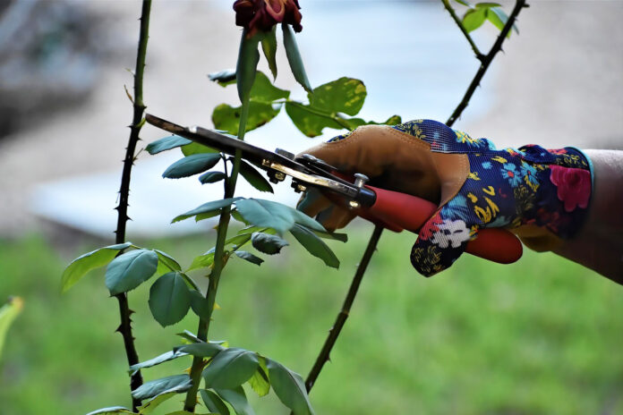 giardinaggio