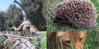 Pasquetta nelle Oasi WWF di Fregene e Castel Romano: alla scoperta di sentieri, lupi, uccelli e dinosasauri