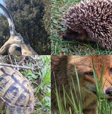 Pasquetta nelle Oasi WWF di Fregene e Castel Romano: alla scoperta di sentieri, lupi, uccelli e dinosasauri