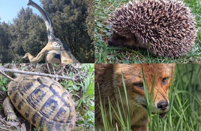 Pasquetta nelle Oasi WWF di Fregene e Castel Romano: alla scoperta di sentieri, lupi, uccelli e dinosasauri