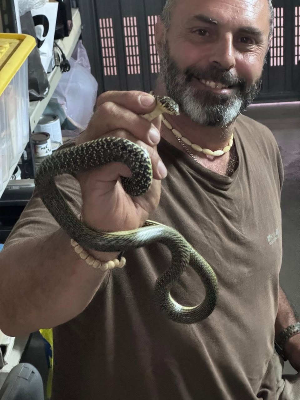 Roma, serpente entra in casa: è il secondo caso in un’ora (VIDEO) 1