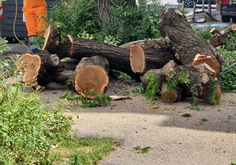 Roma, continua la strage di alberi: straziante l'abbattimento ingiustificato dell'ennesimo robusto olmo (VIDEO) 1