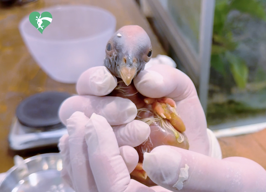 Miracolo al Bioparco di Roma: rara nascita di Avvoltoio Papa. Il (VIDEO) della schiusa dell'uovo 1 Miracolo al Bioparco di Roma: rara nascita di Avvoltoio Papa. Il (VIDEO) della schiusa dell'uovo 1
