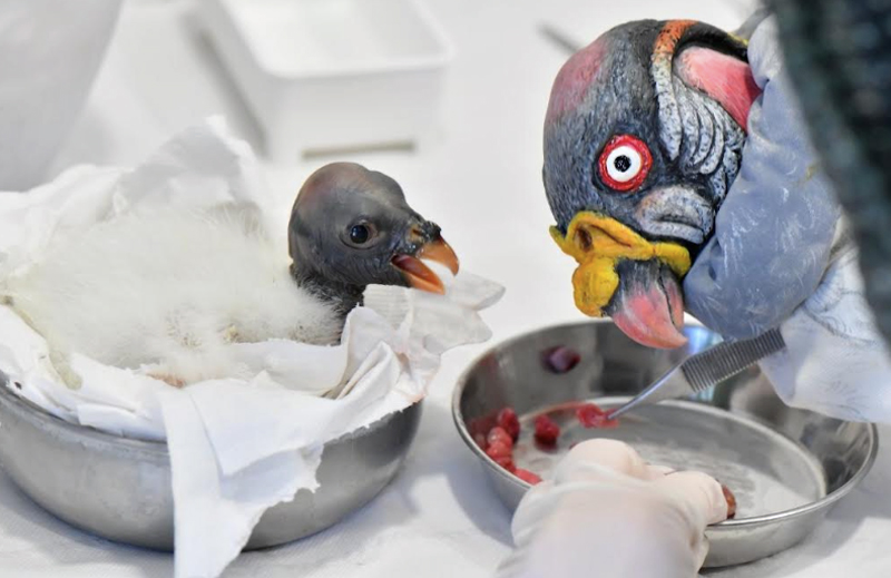 Miracolo al Bioparco di Roma: rara nascita di Avvoltoio Papa. Il (VIDEO) della schiusa dell'uovo 2 Miracolo al Bioparco di Roma: rara nascita di Avvoltoio Papa. Il (VIDEO) della schiusa dell'uovo 2