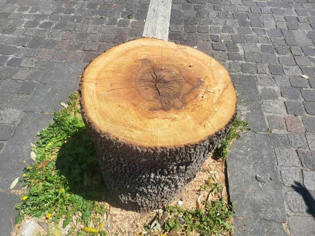 Tivoli come Roma, abbattuti gli alberi in piena nidificazione: esplode la protesta 1