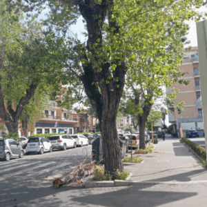 Grosso ramo precipita in strada a Ostia, sfiorato il dramma in pieno centro (FOTO) 2