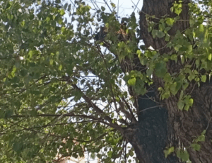 Grosso ramo precipita in strada a Ostia, sfiorato il dramma in pieno centro (FOTO) 1