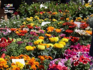 Bracciano in fiore, torna la Festa della Primavera: musica, balli, stand, food e colori 1 Bracciano in fiore, torna la Festa della Primavera: musica, balli, stand, food e colori 1