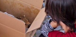 Cucciolo di cinghiale chiuso in un cartone: blitz dei Carabinieri al festival vegano