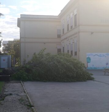 Ostia Antica, albero crolla nel cortile della scuola poco prima dell'uscita degli studenti