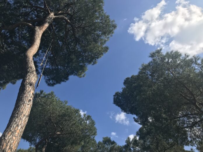 pineta