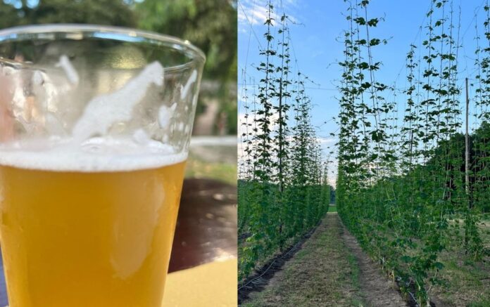 podere 676 Birre curiose e food a km zero alla Festa del Podere, alle porte di Roma La località è Testa di Lepre, comune di Fiumicino - Canaledieci.it