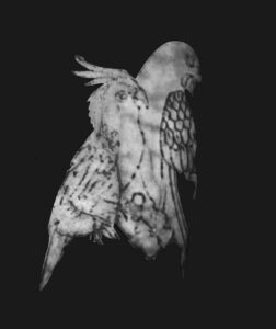 Chi riconosce questi tatuaggi? La Questura cerca l’identità della donna trovata morta a Villa Pamphili (FOTO) 4 Chi riconosce questi tatuaggi? La Questura cerca l’identità della donna trovata morta a Villa Pamphili (FOTO) 4