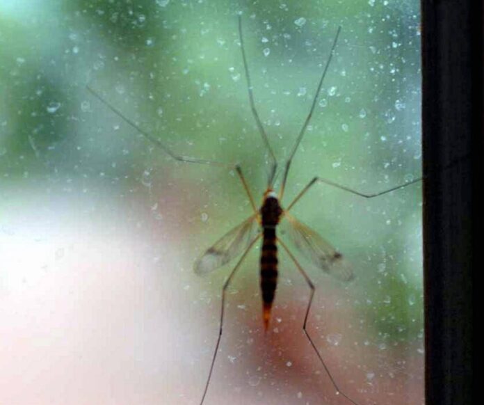 Chikungunya, Ecdc: “70 casi dopo viaggi alle Seychelles, per i turisti rischio alto”