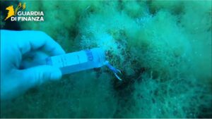 Astice europeo, le acque del Lazio si ripopolano con 200 esemplari giovani 1 Sub in acqua rilasciano 200 esemplati di astice europeo, protagonisti di un progetto di ripopolamento della specie