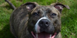 Civitavecchia, corso gratuito per possessori di cani: giornate di formazione con rilascio patentino