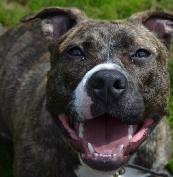 Civitavecchia, corso gratuito per possessori di cani: giornate di formazione con rilascio patentino