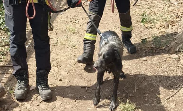 Cane intrappolato in un tombino, il padrone lo cerca e cade in un fossato: salvati dopo 24 ore 1