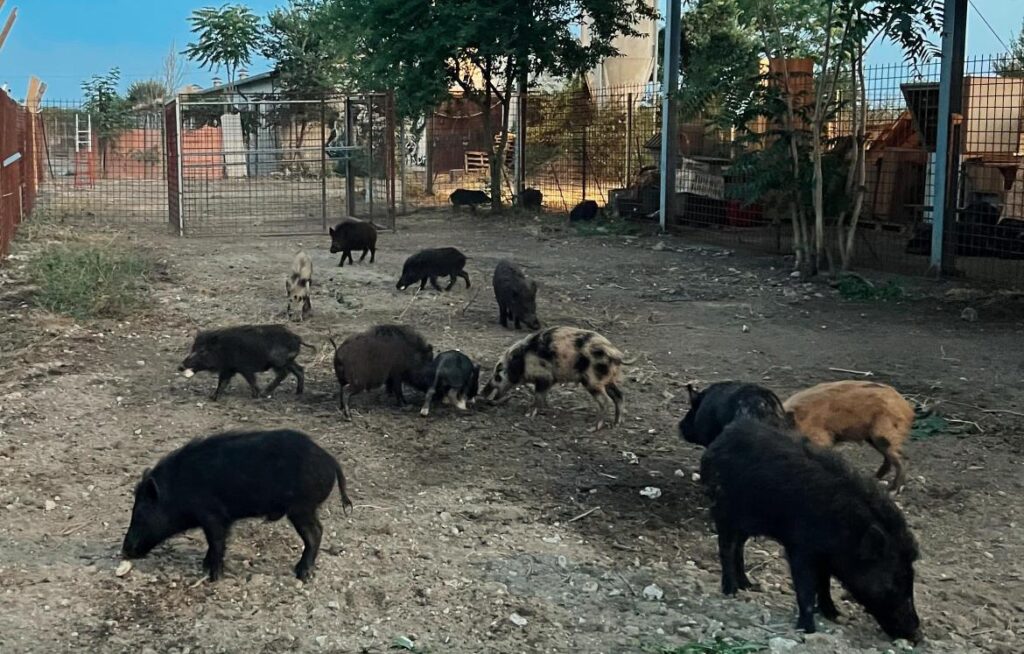 Sfattoria degli Ultimi: volontari e Oipa in prima linea per salvare gli animali (ma i cinghiali restano senza custodi) 1
